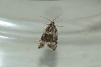 Celypha lacunana