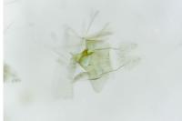 Elachista gleichenella