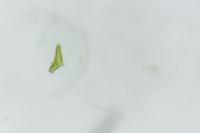Elachista gleichenella