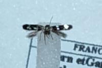 Elachista gleichenella
