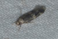 Oegoconia novimundi
