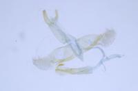 Oegoconia novimundi