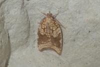 Acleris rhombana