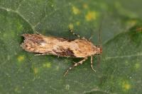 Scrobipalpa costella