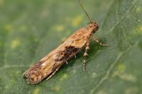 Scrobipalpa costella