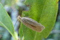 Agonopterix pallorella