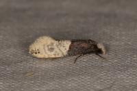 Trichophaga tapetzella