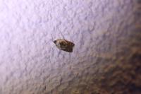 Acleris variegana