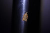 Acleris rhombana