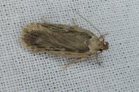 Depressaria