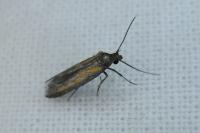 Ochromolopis ictella