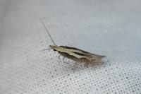Plutella xylostella
