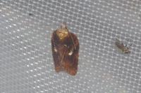 Acleris hastiana