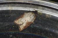 Acleris laterana