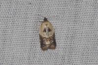 Acleris variegana