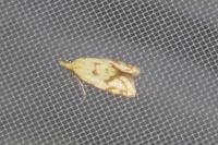 Agapeta hamana