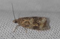 Celypha lacunana