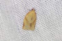 Clepsis consimilana