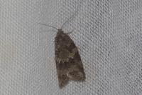 Cnephasia