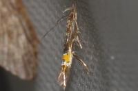 Cosmopterix