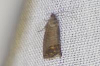 Cydia pomonella
