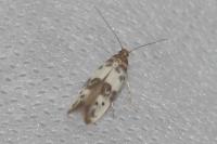 Enolmis acanthella