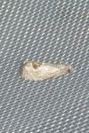 Notocelia uddmanniana