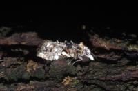 Phtheochroa rugosana