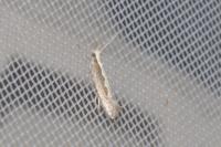Plutella xylostella
