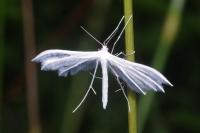 Pterophorus pentadactylus