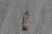 Swammerdamia