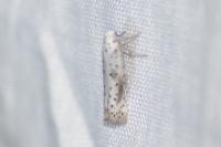 Yponomeuta irrorella