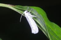 Yponomeuta evonymella