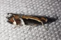 Helcystogramma lamprostoma