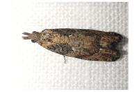Acroclita subsequana