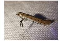 Aspilapteryx tringipennella