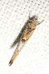 Zelleria oleastrella