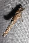 Zelleria oleastrella