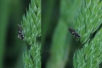 Glyphipterix simpliciella