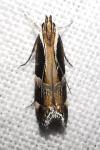 Helcystogramma lamprostoma