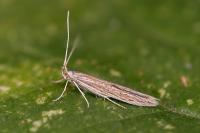 Coleophora virgaureae