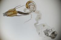 Coleophora virgaureae