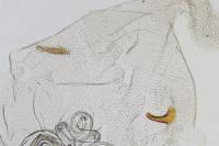 Coleophora virgaureae