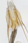Coleophora virgaureae