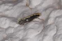 Monopis crocicapitella