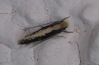 Monopis crocicapitella