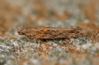Scrobipalpa samadensis