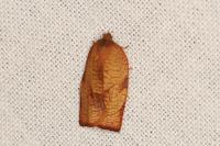 Cacoecimorpha pronubana