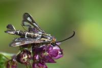 Chamaesphecia aerifrons