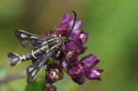 Chamaesphecia aerifrons